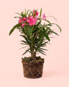 Adelfa - Nerium Oleander Mix M