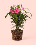 Adelfa - Nerium Oleander Mix M
