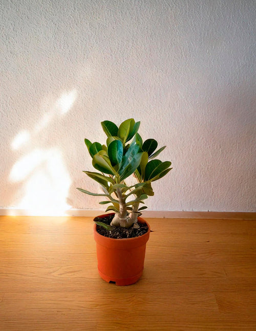 Adenium Obesum M - Pur Plant