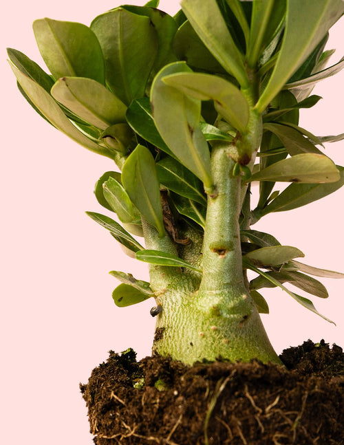 Adenium Obesum M - Pur Plant