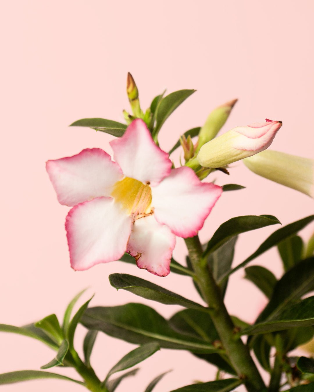 Adenium Obesum M - Pur Plant