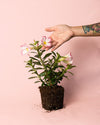 Adenium Obesum M - Pur Plant