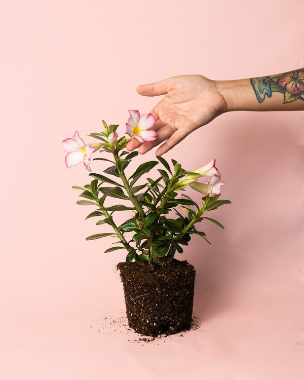 Cuidados Adenium o Rosa del Desierto