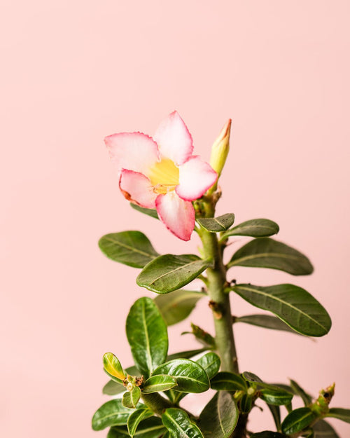 Adenium Obesum Mini - Pur Plant