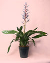 Aechmea Blue Rain M - Pur Plant