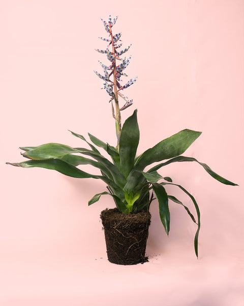 Aechmea Blue Rain M