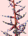 Aechmea Blue Rain M - Pur Plant