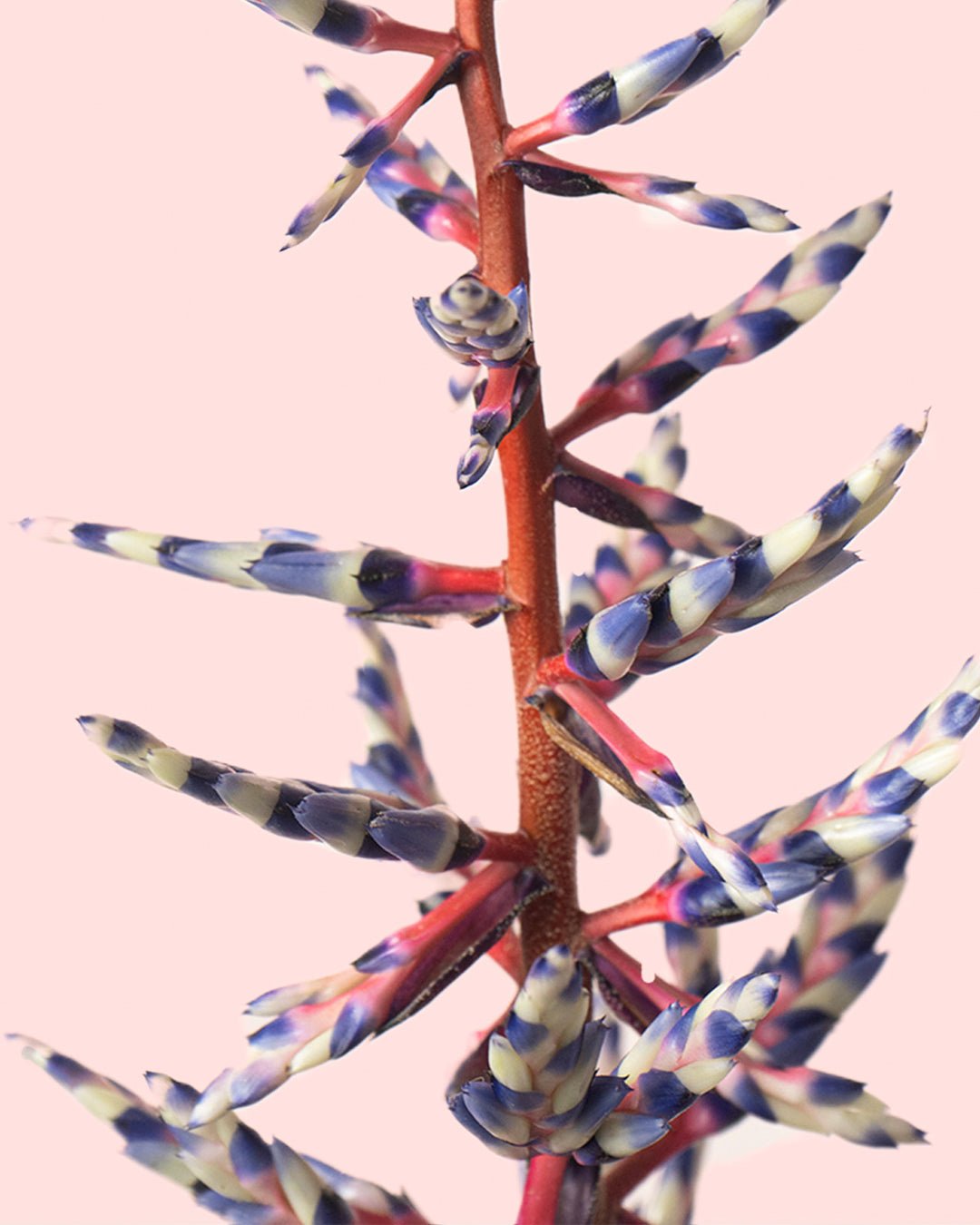 Aechmea Blue Rain M - Pur Plant