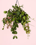 Aeschynanthus Marmoratus – Planta-Mármore M