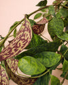 Aeschinantus Marmoratus – Planta Marmolada M - Pur Plant
