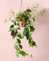 Aeschinantus Mona Lisa – Planta Pintalabios M - Pur Plant