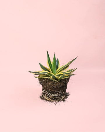 Agave Quadricolor M