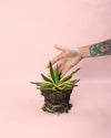 Agave Quadricolor M - Pur Plant