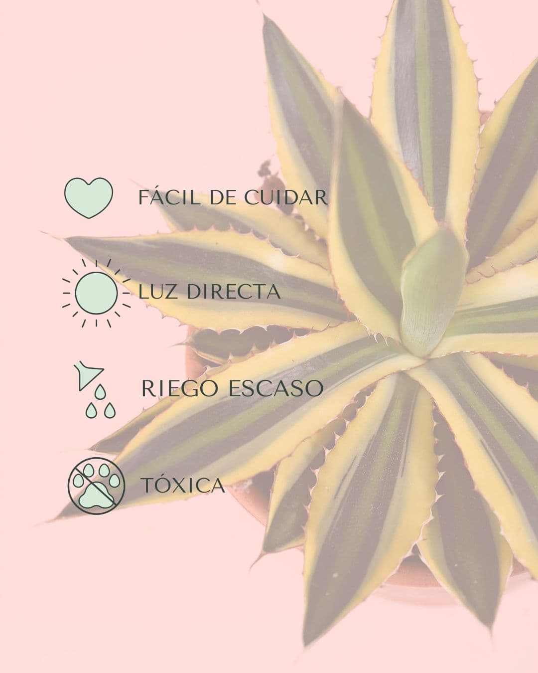 Agave Quadricolor M - Pur Plant