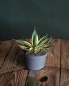Agave Quadricolor M - Pur Plant