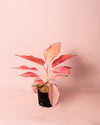 Aglaonema Flamingo M - Pur Plant