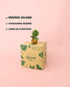 Aglaonema Green Toms Pride Mini - Pur Plant