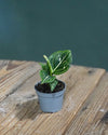 Aglaonema Green Toms Pride Mini - Pur Plant