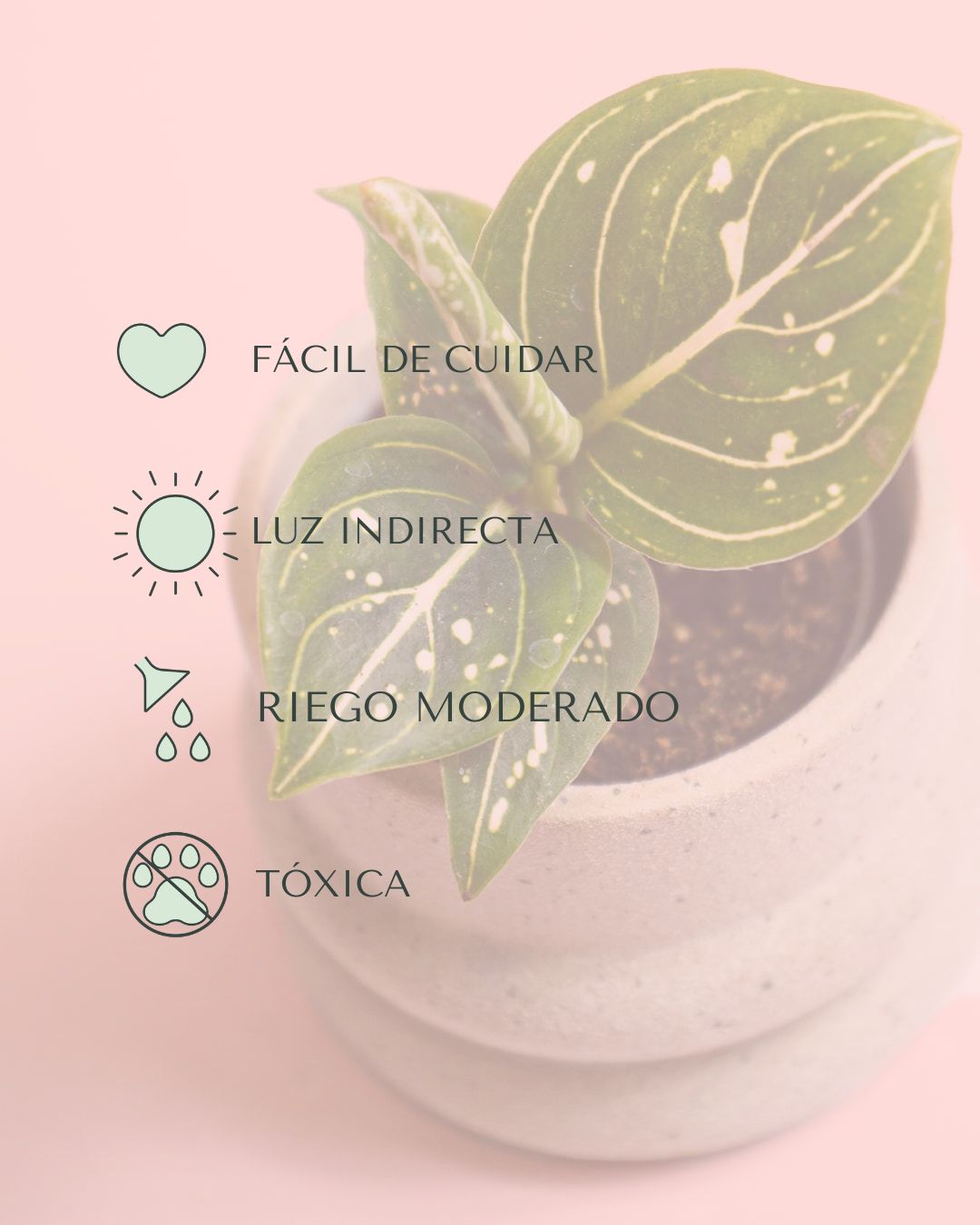 Aglaonema Green Toms Pride Mini - Pur Plant