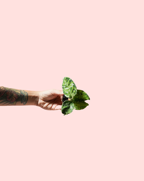 Aglaonema Pictum Tricolor Mini