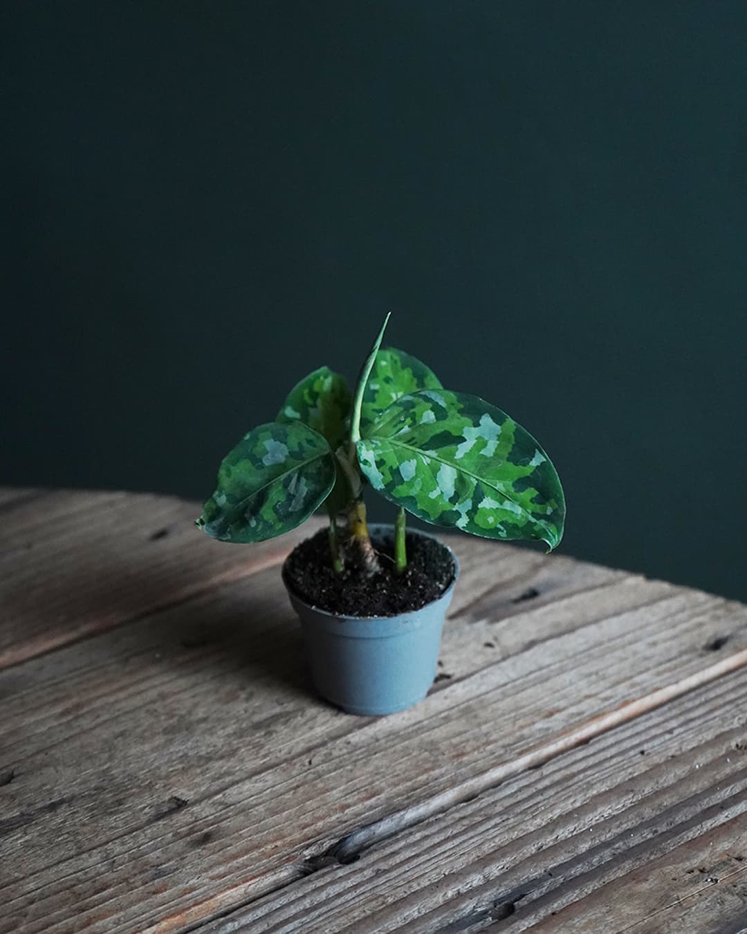 Aglaonema Pictum Tricolor Mini - Pur Plant