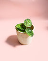 Aglaonema Pictum Tricolor Mini - Pur Plant