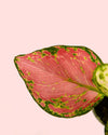Aglaonema Pink Mini - Pur Plant