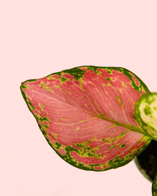 Aglaonema Pink Mini - Pur Plant