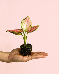 Aglaonema Rosa Mini