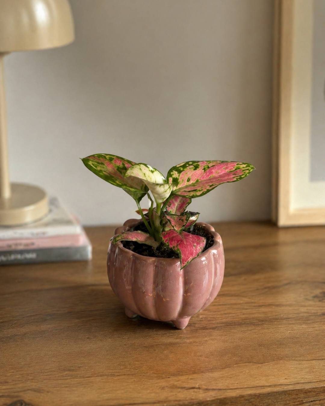 Aglaonema Pink Mini - Pur Plant