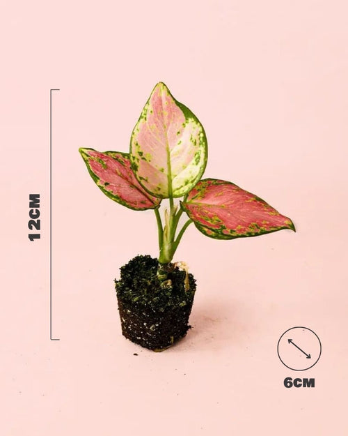 Aglaonema Pink Mini - Pur Plant