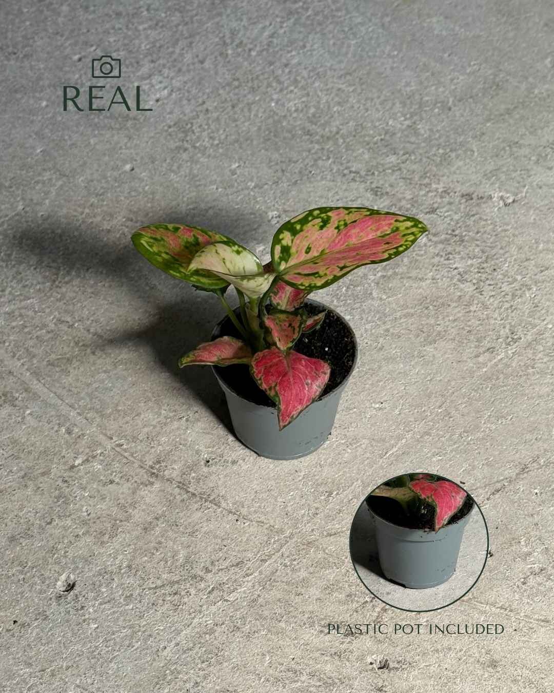 Aglaonema Pink Mini - Pur Plant