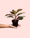 Aglaonema Red Fire M - Pur Plant