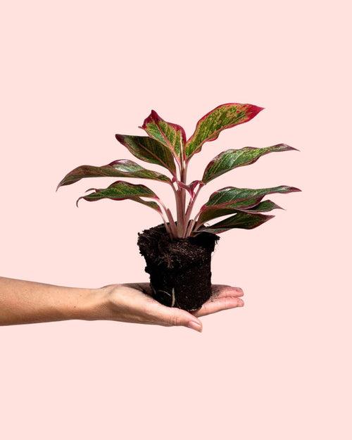Aglaonema Red Fire M - Pur Plant