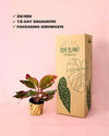 Aglaonema Red Fire M - Pur Plant