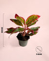 Aglaonema Red Fire M - Pur Plant