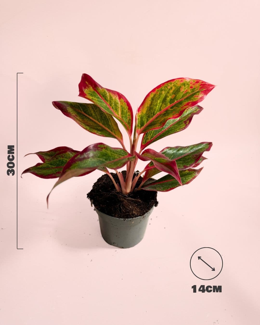 Aglaonema Red Fire M - Pur Plant