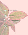 Aglaonema Red Fire M - Pur Plant