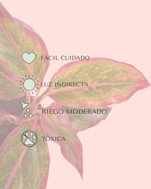 Aglaonema Red Fire M - Pur Plant