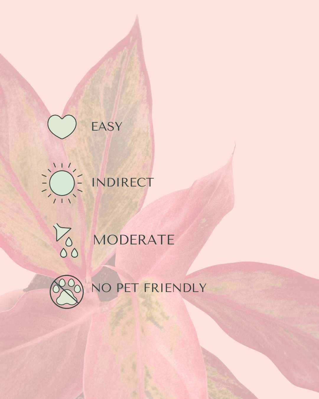 Aglaonema Red Fire Mini - Pur Plant