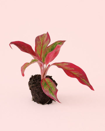 Aglaonema Red Fire Mini