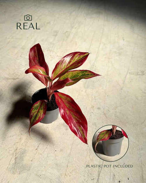 Aglaonema Red Fire Mini - Pur Plant