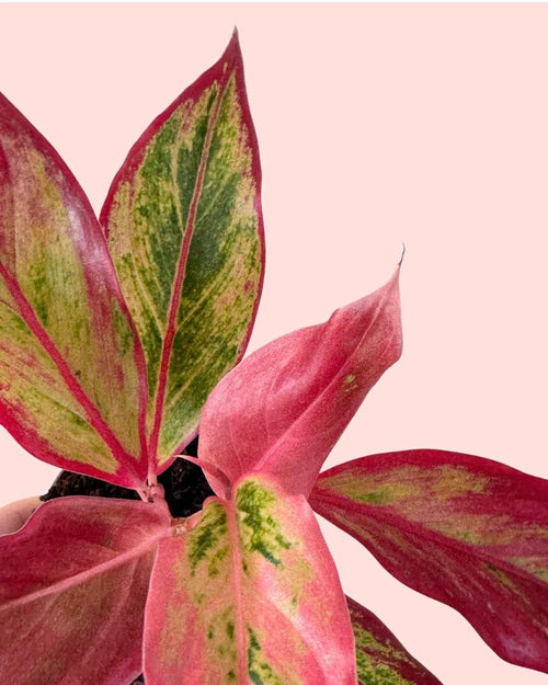 Aglaonema Red Fire Mini - Pur Plant