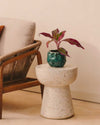 Aglaonema Red Fire Mini - Pur Plant