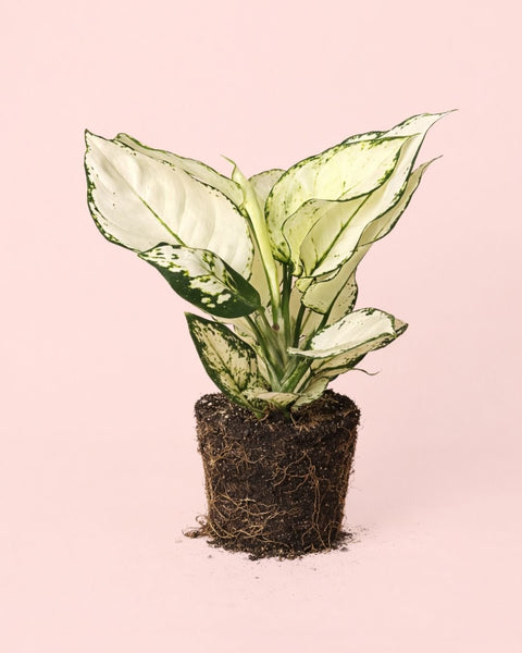 Aglaonema White Joy M