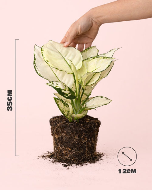 Aglaonema White Joy M - Pur Plant