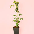 Akebia Quinata M