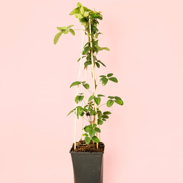 Akebia Quinata M