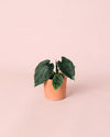 Alocasia Antoro Velvet Mini - Pur Plant