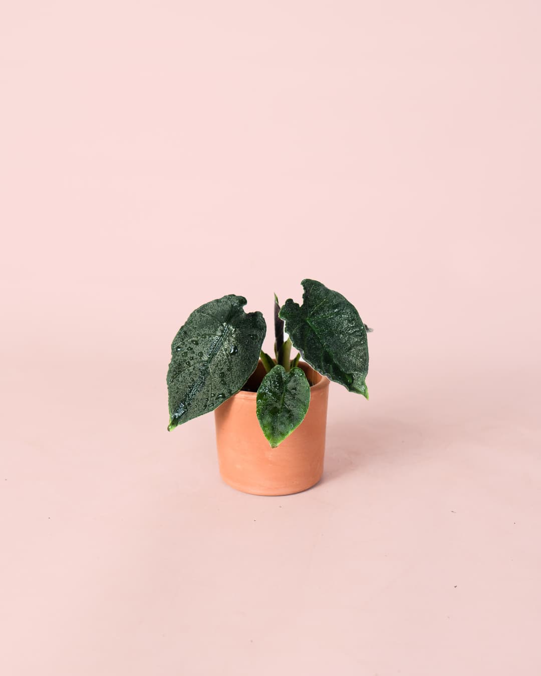 Alocasia Antoro Velvet Mini - Pur Plant